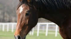 Олденбурзький кінь